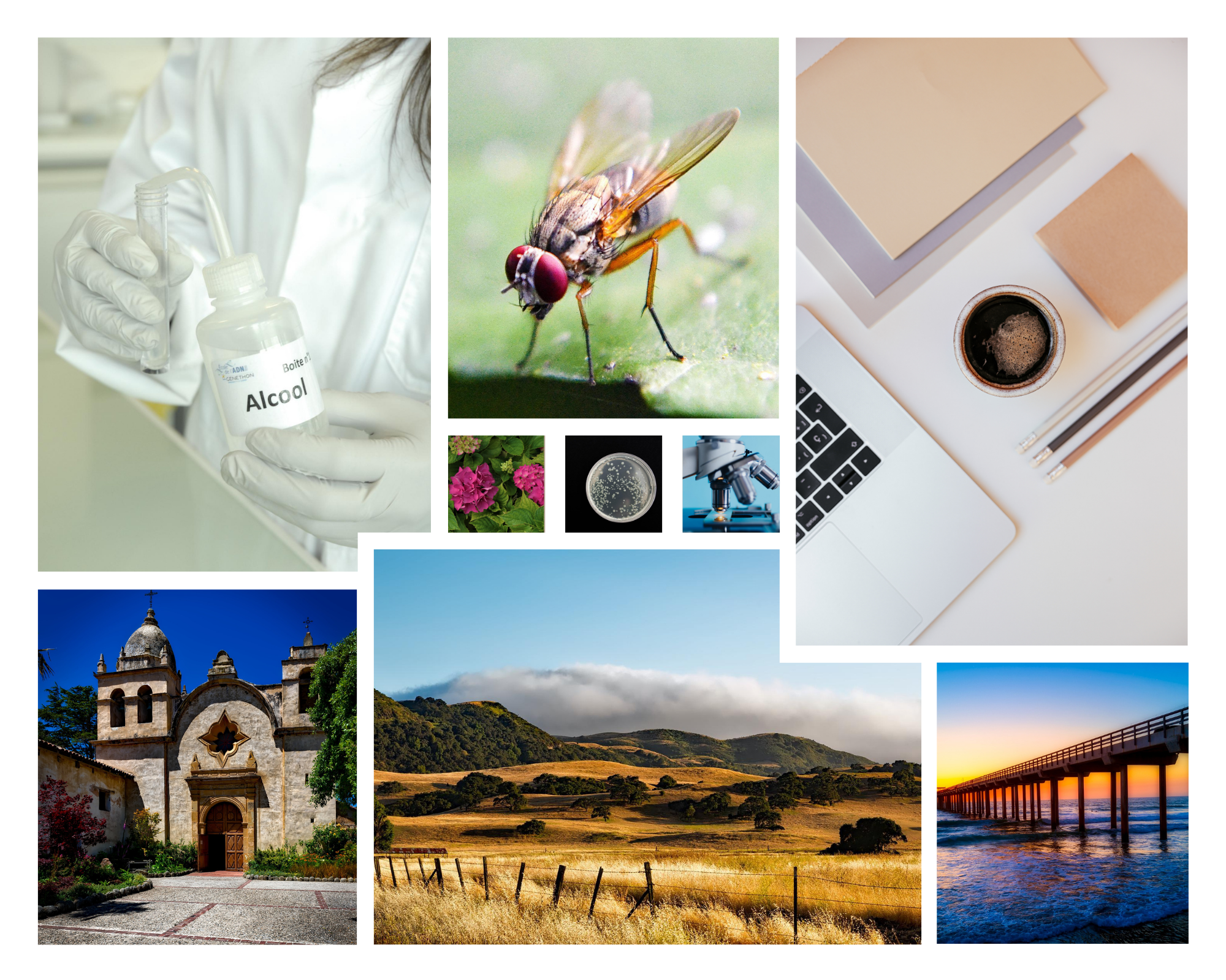 about me collage=